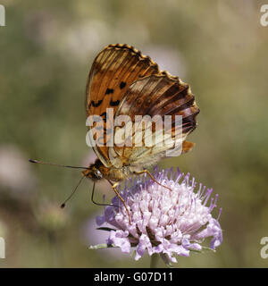 Brenthis Daphne, Marbled Fritillary sur Scabious Banque D'Images