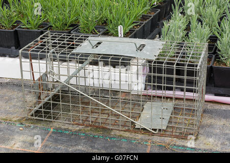 Piège à rat humain d'acier mis en place dans une pépinière jardin Banque D'Images