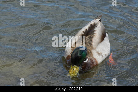 Canard colvert plongée sous-marine pour l'alimentation avec de l'eau coulant sur le projet de loi Banque D'Images