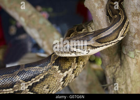 Boa constrictor ou rouge-queue, boa constrictor Boa(, Banque D'Images