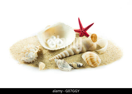 L'exotic sea shell . trésor de la mer. Banque D'Images