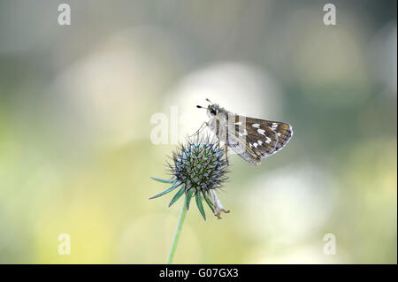 Skipper de marque commun Banque D'Images