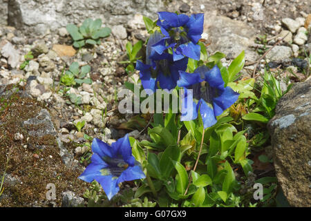 Gentiane acaule bleu - Gentiana acaulis Banque D'Images