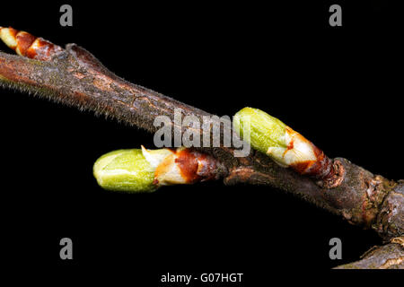 Bouton floral ouvrir sur un prunier Victoria. Prunus. Prunus 'Victoria' close up de boutons de fleurs, feuille d'ouverture scales Banque D'Images