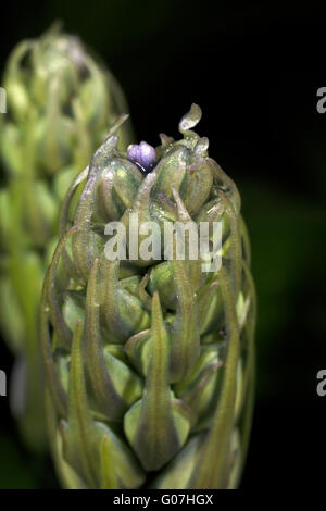 Bluebell bud close up. Bluebell flowers l'ouverture. Hyacinthoides hispanica Banque D'Images