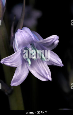 Bluebell flowers l'ouverture. Hyacinthoides hispanica Banque D'Images