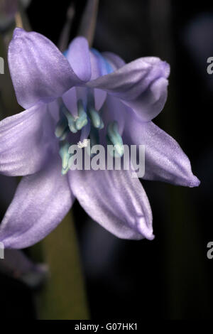 Bluebell flowers l'ouverture. Hyacinthoides hispanica Banque D'Images