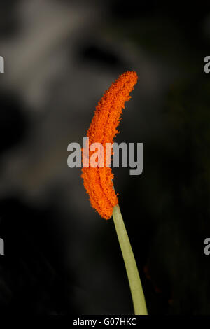 Lys Blanc étamine, composé de l'anthère et filament. Banque D'Images