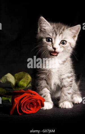 Petit chat avec rose rouge sur fond noir Banque D'Images