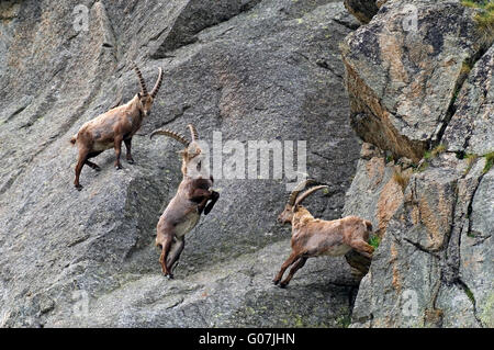 Deux hommes Bouquetin des Alpes (Capra ibex) combats par des cornes dans mountain rock face dans les Alpes au printemps Banque D'Images