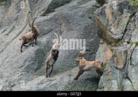 Deux hommes Bouquetin des Alpes (Capra ibex) combats par des cornes dans mountain rock face dans les Alpes au printemps Banque D'Images