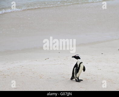 Penguin en Afrique du Sud Banque D'Images