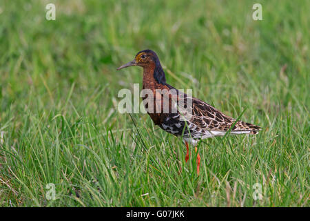 Le Combattant varié (Philomachus pugnax) mâle en plumage nuptial en prairie au printemps Banque D'Images