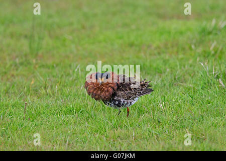 Le Combattant varié (Philomachus pugnax) affichage mâle en plumage nuptial en prairie au printemps Banque D'Images