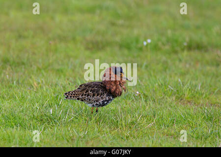 Le Combattant varié (Philomachus pugnax) affichage mâle en plumage nuptial en prairie au printemps Banque D'Images