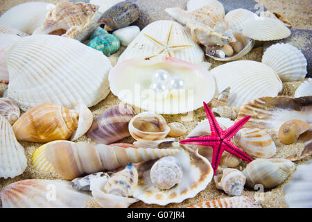 L'exotic sea shell . trésor de la mer. Banque D'Images