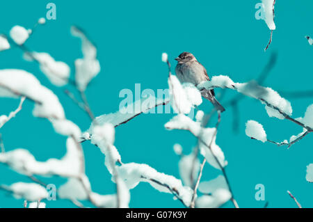 Oiseau de neige arbre avec aqua sky Banque D'Images