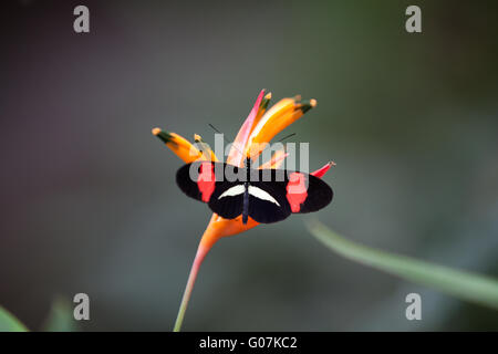 Heliconius erato, rouge ou d'un petit postier Postman Banque D'Images