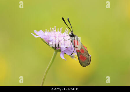 six-spot burnet Banque D'Images