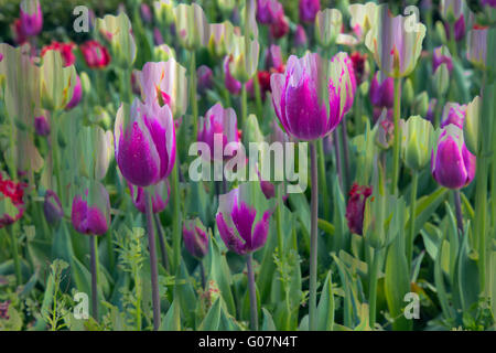 Tulipes mixtes au printemps fleur lit Norfolk en utilisant des techniques de multi-exposition Banque D'Images