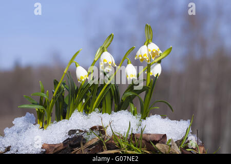 Groupe des perce-neige dans la neige sur la forêt retour Banque D'Images