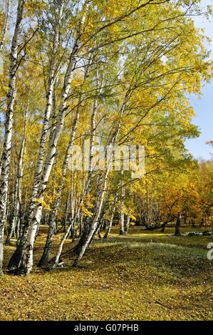 L'éclat des couleurs de l'automne forêt de bouleaux Banque D'Images