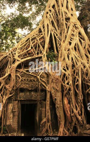 Temple de Ta Prohm Banque D'Images