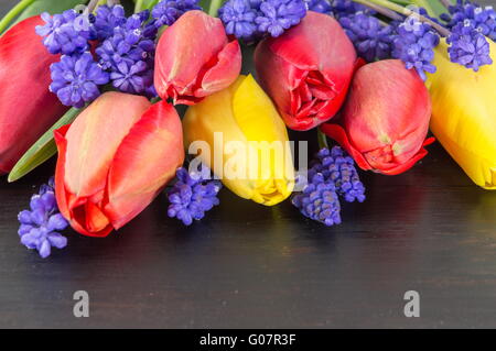 Tulipes rouges et jaunes avec des fleurs de printemps jacinthe Banque D'Images