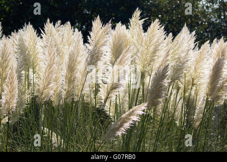 L'herbe de la pampa, Cortaderia selloana, originaire de l'Amérique du Sud, dans le Gloucestershire, Royaume-Uni. Banque D'Images