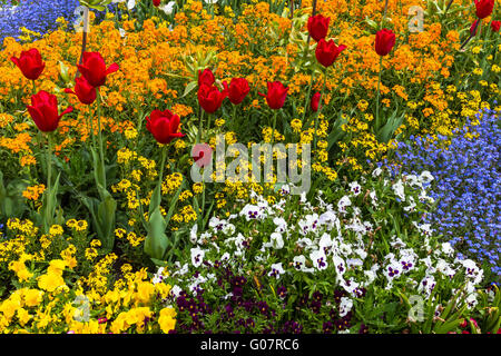 Lit de fleur avec des tulipes rouges et de belles fleurs Banque D'Images
