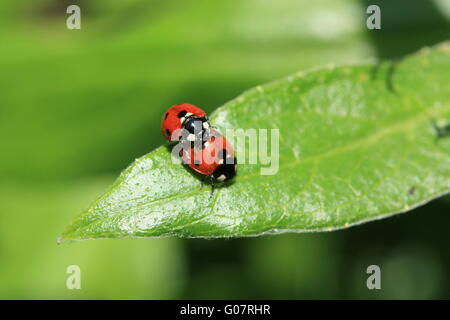 Deux coccinelles l'accouplement Banque D'Images