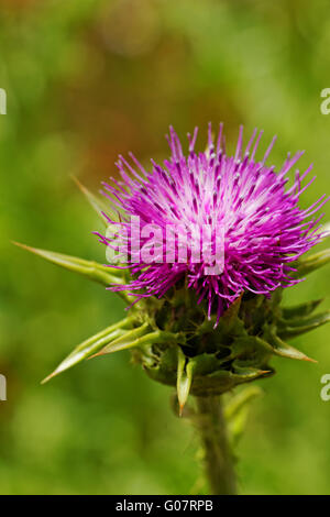 Close-up sur violet thistle flower sur champ de coquelicots Banque D'Images