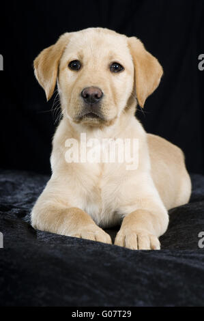 Labrador Retriever chiot Banque D'Images