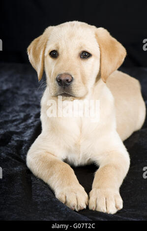 Labrador Retriever chiot Banque D'Images