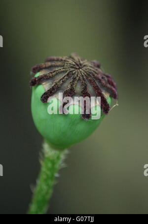 Le pavot à opium, capsule 1 Banque D'Images