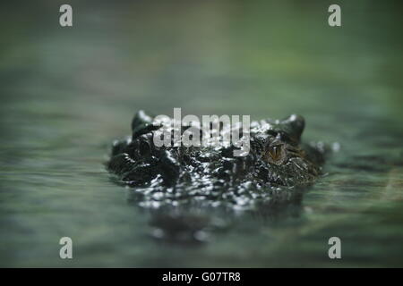 Crocodile Banque D'Images