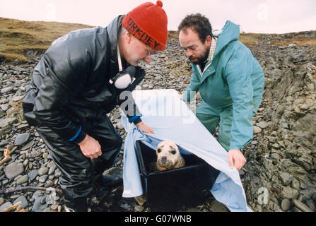 Catastrophe du Braer 1993 Shetland. A secouru le joint. Banque D'Images