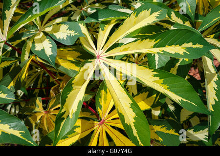 Un grand groupe de plantes ornementales tropicales une variété de manioc vert et jaune des feuilles palmées sur une journée ensoleillée. Banque D'Images