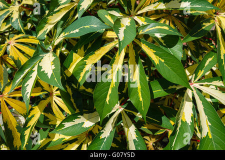 Un groupe de plantes ornementales tropicales une variété de manioc vert et jaune des feuilles palmées sur une journée ensoleillée. Banque D'Images