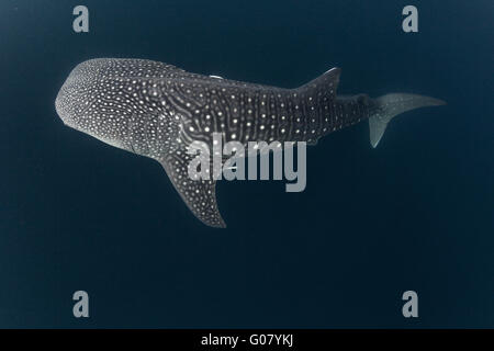 Requin-baleine du profond Banque D'Images