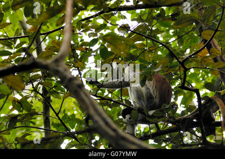 Singe colobus rouge de Zanzibar, la forêt Jozani Banque D'Images