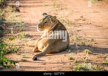 Lionne portant sur la route dans le mkuze game reserve, afrique du sud. Banque D'Images