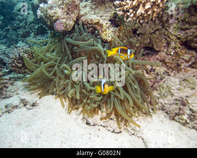 Poisson clown Banque D'Images