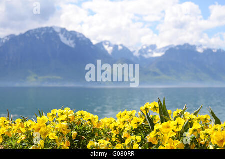 Fleurs contre les montagnes et le lac Léman à partir de la digue à Montreux. La Suisse Banque D'Images