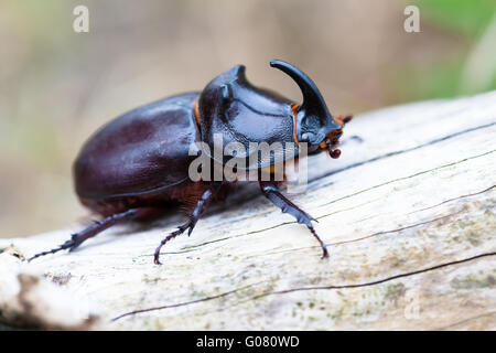 European du scarabée rhinocéros (Oryctes nasicornis) Banque D'Images