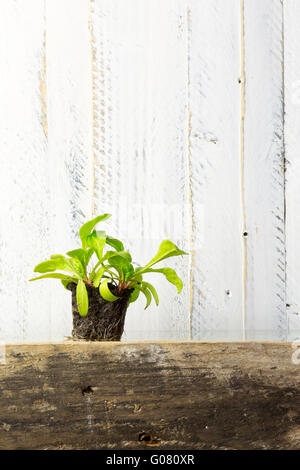 Les jeunes pousses de semis vert de blettes racines dans le sol humide des cubes, jardinage et horticulture Banque D'Images