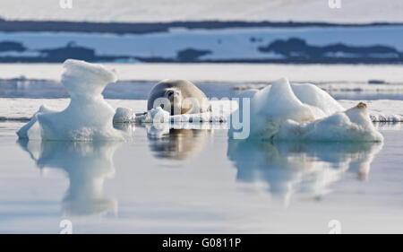 Un phoque barbu portant sur la banquise, encadré par deux icebergs, nous regardant passer sur Hinlopenstrait, Spitsbergen, Svalbard Banque D'Images