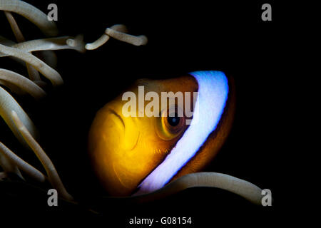 Twoband poisson clown Amphiprion Bicinctus. Banque D'Images