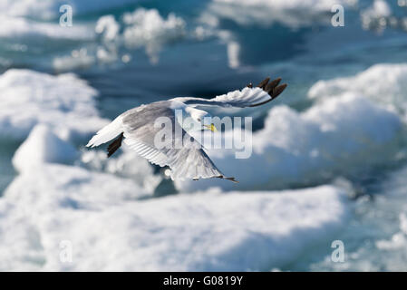 Un vol de mouettes tridactyles à côté de notre navire à la recherche de poisson que nous avons navigué à travers la banquise au large de Spitsbergen, Svalbard. Banque D'Images