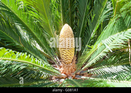 Feuilles et cône mâle de Cycas revoluta Thunb. Banque D'Images